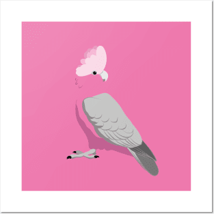 Galah pink cockatoo Posters and Art